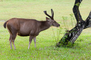red deer stag