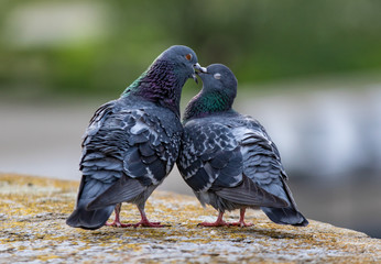 Verliebte Tauben. Im Liebesspiel. Liebe ist schön