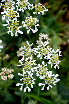 fiore di campo bianco
