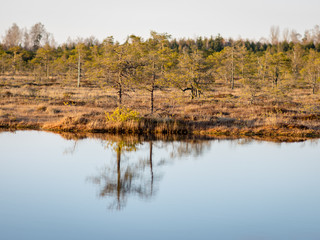 Colorful evening and sunset over the bog lake, crystal clear lake and bog in the evening, reflections on the water. Pine in the background.