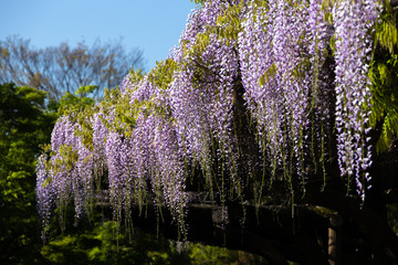 Wisteria flowers have begun to bloom beautifully!