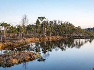 Fototapeta premium Colorful evening and sunset over the bog lake, crystal clear lake and bog in the evening, reflections on the water. Pine in the background.