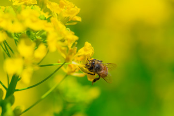菜の花で蜜を集めるミツバチ