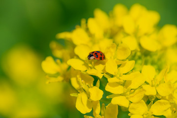 菜の花とテントウムシ