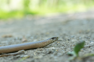 A blindworm on a hiking path in the forest