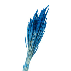 Obraz na płótnie Canvas Dried blue flowers Fleum isolated on white background