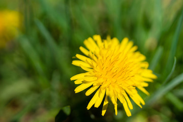 Close-up of a yellow dandelion on a meadow