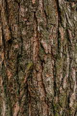 Fototapeta premium Pine bark wood tree texture