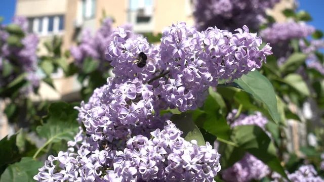 A bee is sitting on a lilac flower in slow motion. Close-up of a lilac bush with a bee