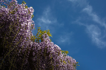 Wisteria flowers have begun to bloom beautifully!