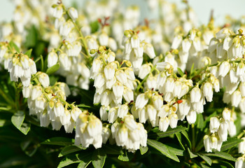 Close up view of white japanese pieris, (pieris japonica)