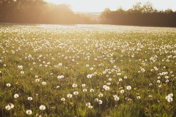 A meadow full of dandelions plants with their seeds