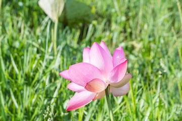 Obraz premium The lotus flower in full bloom.