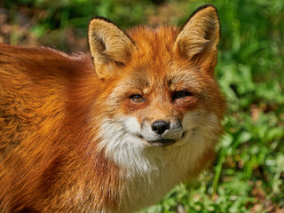 Red fox (Vulpes vulpes) in its natural enviroment