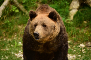 Close up of European brown bear (Ursus arctos arctos) walking. 