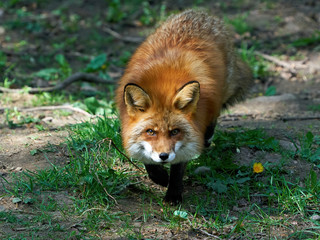 Naklejka na ściany i meble Red fox (Vulpes vulpes) in its natural enviroment