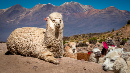 white alpaca llama looks into the camera, surrounded by several lamas in different colors with ear markings on a dusty ground in foreground, colored mountains with snow-capped peaks in the background © Kris Hoobaer