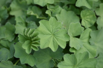 Frauenmantel (Alchemilla)
