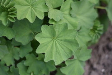 Frauenmantel (Alchemilla)