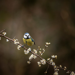 Image of Blue Tit bird Cyanistes Caeruleus on branich in Spring sunshine and rain in garden