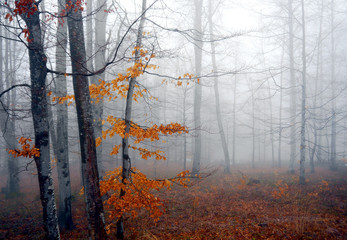 autumn in the beech forest, autumn in the woods, trees in the mist, orange leaves, foggy day in the forest, trees in the fog