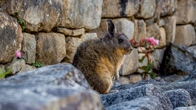 cute viscacha in front of a stone wall with pink flowers