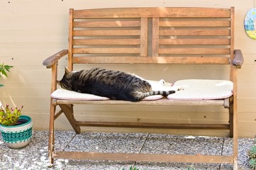 An isolated cat is sleeping on a wooden bench in the garden (Pesaro, Italy, Europe)
