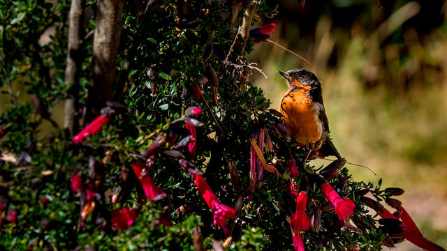 Tiny peruvian robin birdie sits outside in peru national plant called cantuta.