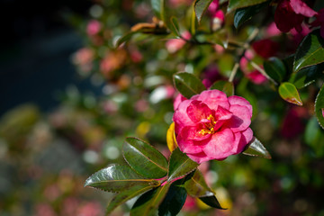 馬籠宿の街並み　2020年2月撮影