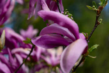 Pink-purple magnolia flowers in full bloom.