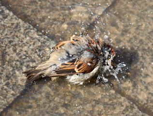 The urban Sparrow bathing in a puddle on the stone slabs