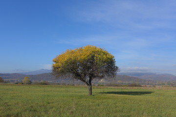 a lone tree in a meadow, landscape with tree, landscape with tree and sky, yellow tree