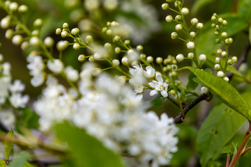 Flowering white bird cherry  or Prunus padus in spring.