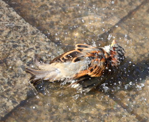 The urban Sparrow bathing in a puddle on the stone slabs