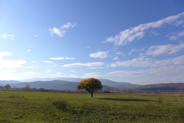 Fototapeta na wymiar a lone tree in a meadow, landscape with tree, landscape with tree and sky, yellow tree