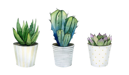Set of cacti in pots. Cactus collection. Watercolour botanical illustration on white background.