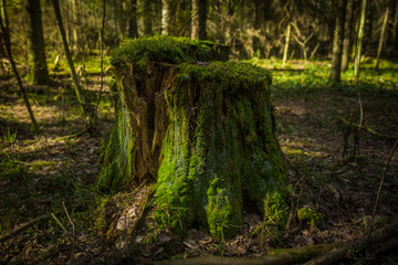 moss covered stump in the forest