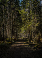 path in the forest