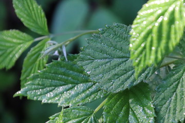 Rosée sur feuilles de ronces