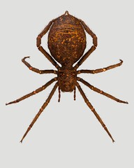 A large brown spider. 3d rendering 2