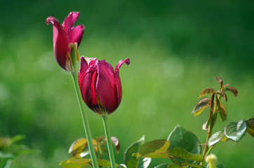 red tulips in the garden