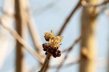 male inflorescence of an ash tree in spring