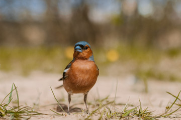  Eurasian jay (Garrulus glandarius) is looking for food on a blur background. Curious bird  with brown and blue feathers in nature. Ornithology. Summer. Colorful closeup photo with selective focus.
