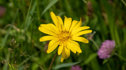 A spring pheasant's eye up close
