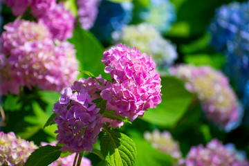 Fototapeta premium 満開の紫陽花