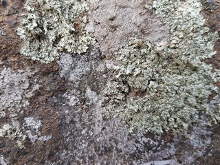 Moss on a gray stone