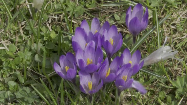 Krokus, Krokusse, Blue, Blumen, Bl&uuml;te, Bl&uuml;tenmeer, Blumenwiese, Fr&uuml;hling, Fr&uuml;hbl&uuml;her, Wiese, Almwiese, Felbertauern, Alm, Hochtal, Nationalpark, Hohe Tauern, Matreier Tauernhaus, Bl&uuml;tezeit, Fr&uuml;hjahr, 
