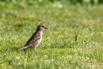 Haussperling, Spatz