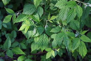 Rosée sur feuilles de ronces