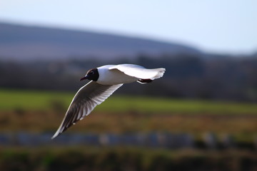 seagull in flight